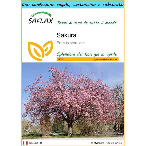 Saflax Set Regalo - Sakura - 30 Semi - Prunus-image