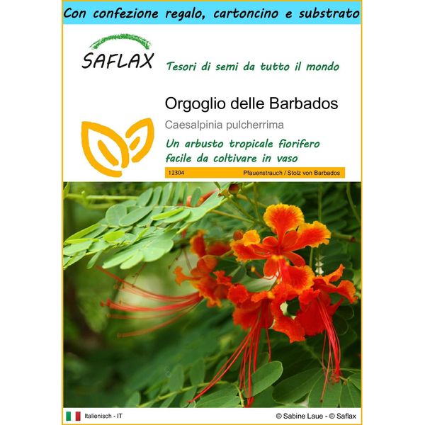 Saflax Set Regalo - Orgoglio Delle Barbados - 10 Semi - Caesalpinia-image