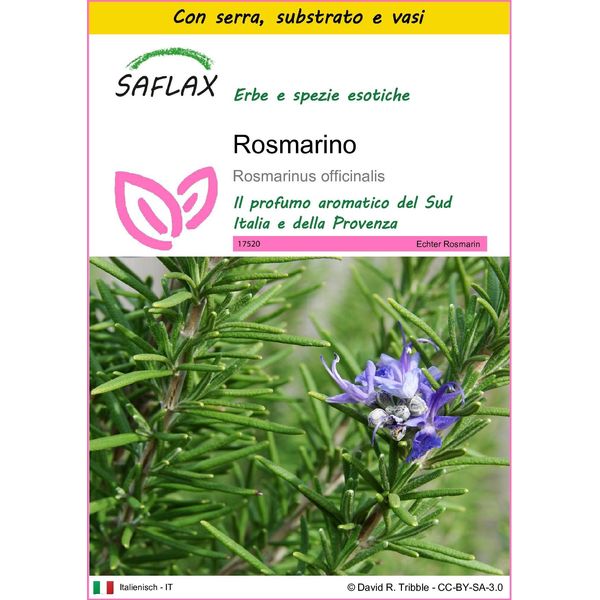 Saflax Insieme Di Coltivazione - Rosmarino - 100 Semi - Rosmarinus-image