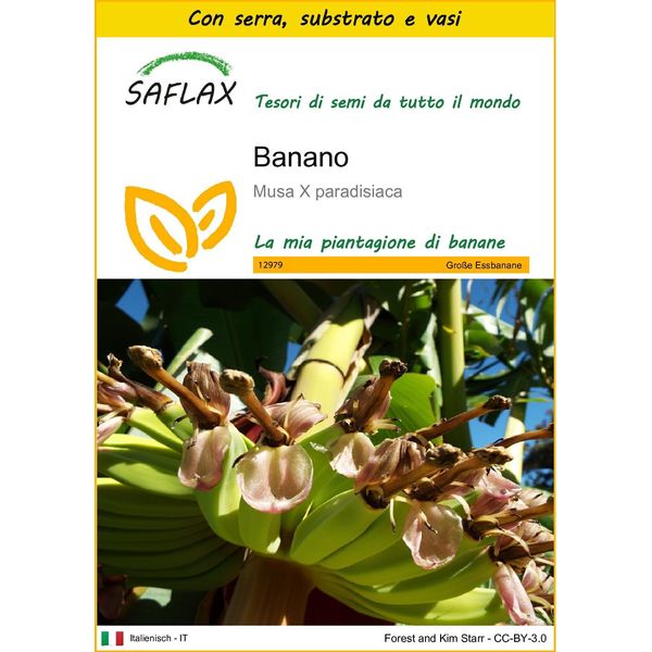 Saflax Insieme Di Coltivazione - Banano - 10 Semi - Musa-image
