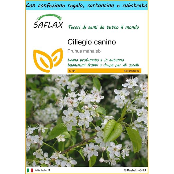 Saflax Set Regalo - Ciliegio Canino - 30 Semi - Prunus-image