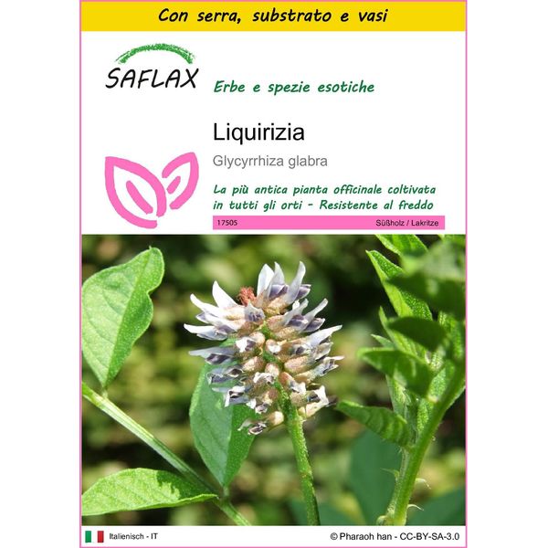 Saflax Insieme Di Coltivazione - Liquirizia - 30 Semi - Glycyrrhiza-image