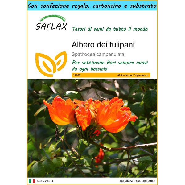 Saflax Set Regalo - Albero Dei Tulipani - 30 Semi - Spathodea-image