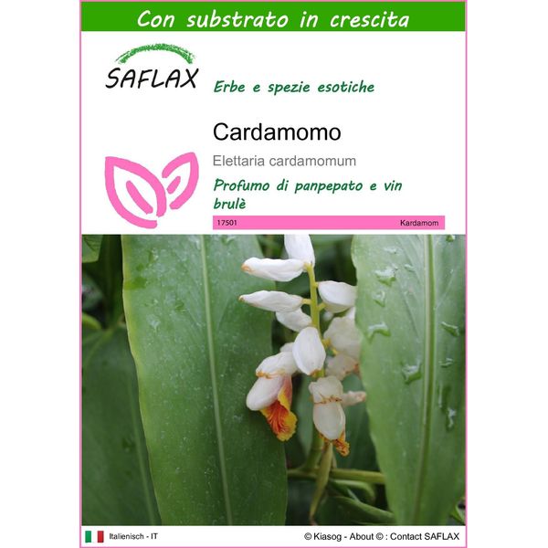 Saflax - Cardamomo - 20 Semi - Con Substrato - Elettaria-image