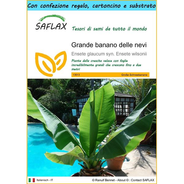 Saflax Set Regalo - Grande Banano Delle Nevi - 10 Semi - Ensete-image