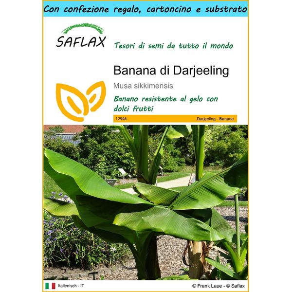 Saflax Set Regalo - Banana Di Darjeeling - 5 Semi - Musa-image