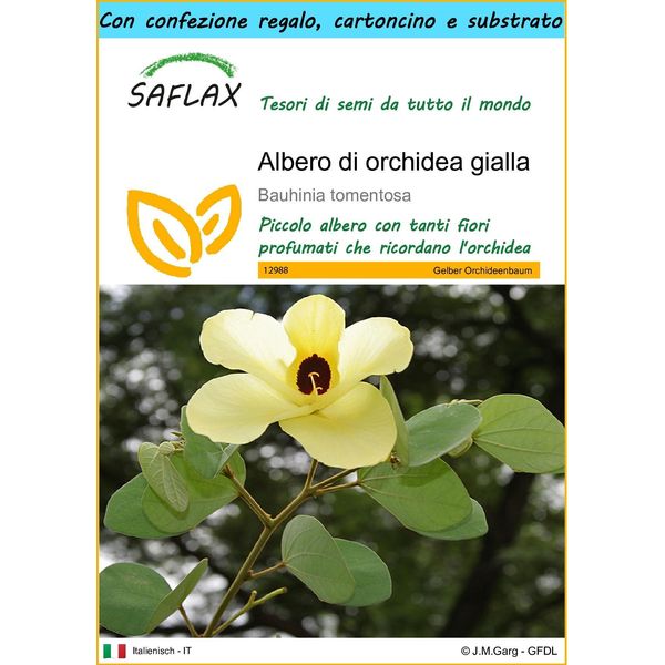 Saflax Set Regalo - Albero Di Orchidea Gialla - 30 Semi - Bauhinia-image