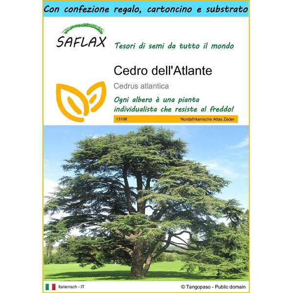 Saflax Set Regalo - Cedro Dell'atlante - 20 Semi - Cedrus-image