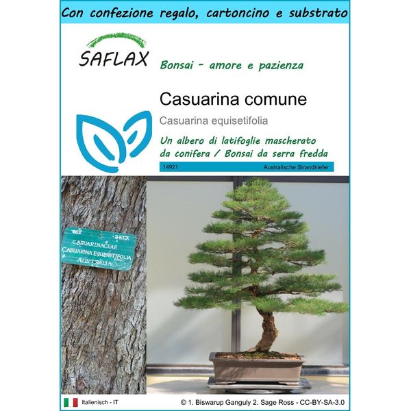 Saflax Set Regalo - Casuarina Comune - 200 Semi - Casuarina-image