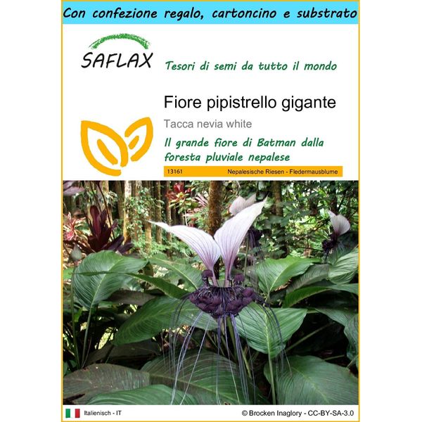 Saflax Set Regalo - Fiore Pipistrello Gigante - 10 Semi - Tacca-image