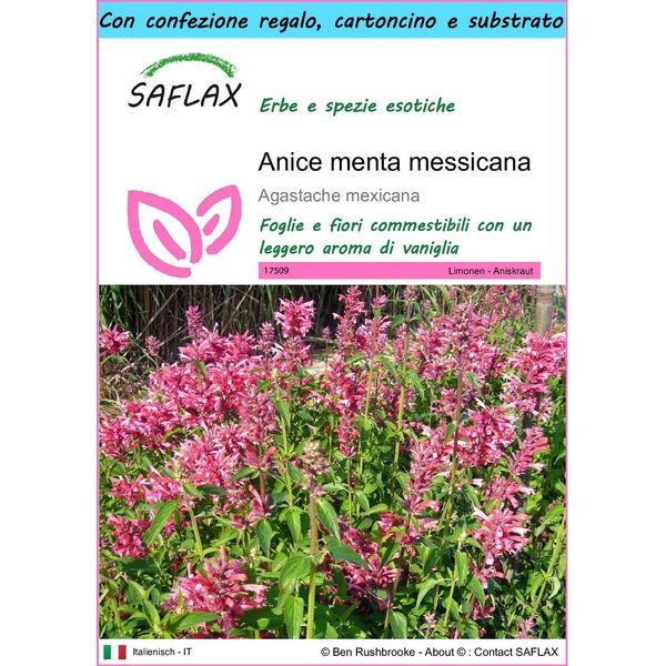 Saflax Set Regalo - Anice Menta Messicana - 50 Semi - Agastache-image