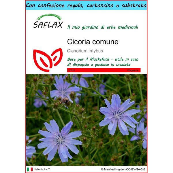 Saflax Set Regalo - Cicoria Comune - 250 Semi - Cichorium-image