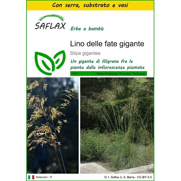 Saflax Insieme Di Coltivazione - Lino Delle Fate Gigante - 10 Semi - Stipa-image