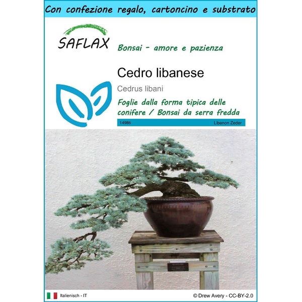 Saflax Set Regalo - Cedro Libanese - 20 Semi - Cedrus-image