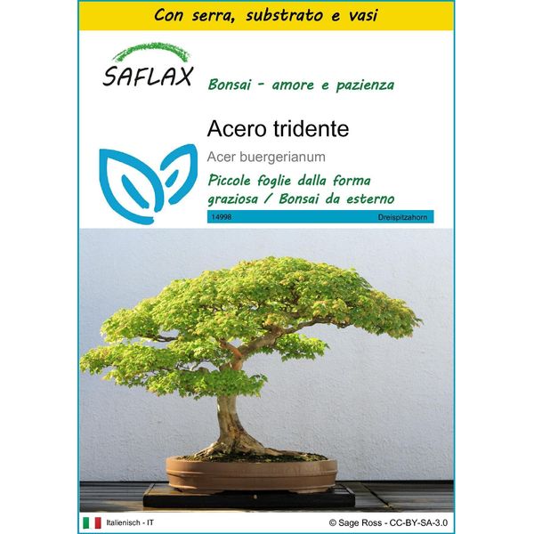 Saflax Insieme Di Coltivazione - Acero Tridente - 30 Semi - Acer-image