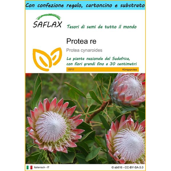 Saflax Set Regalo - Protea Re - 5 Semi - Protea-image