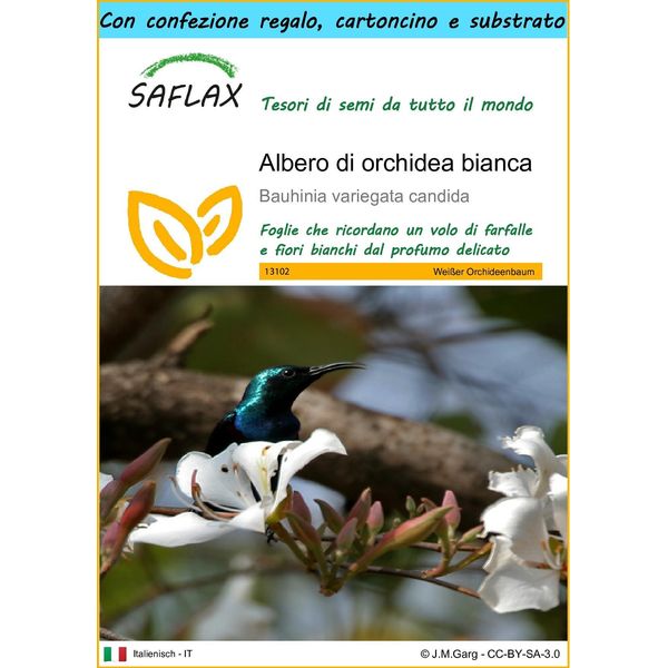 Saflax Set Regalo - Albero Di Orchidea Bianca - 5 Semi - Bauhinia-image