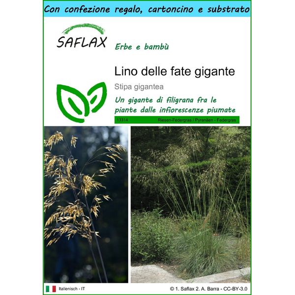 Saflax Set Regalo - Lino Delle Fate Gigante - 10 Semi - Stipa-image