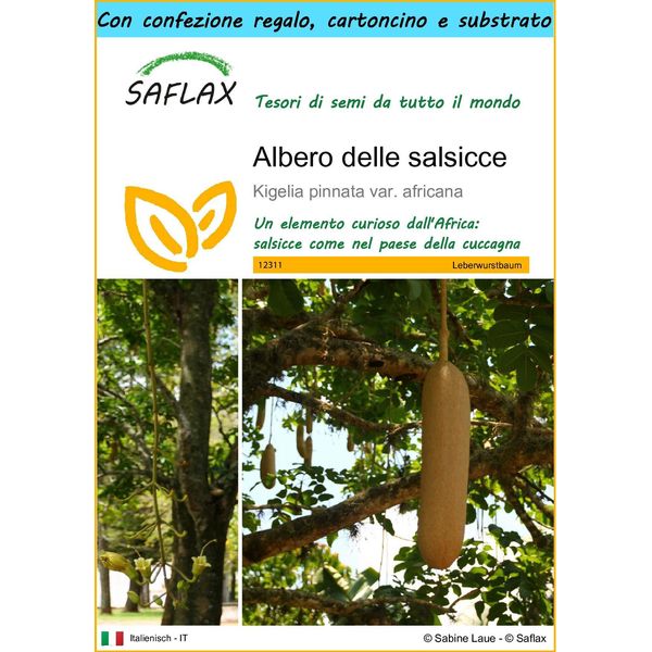 Saflax Set Regalo - Albero Delle Salsicce - 10 Semi - Kigelia-image