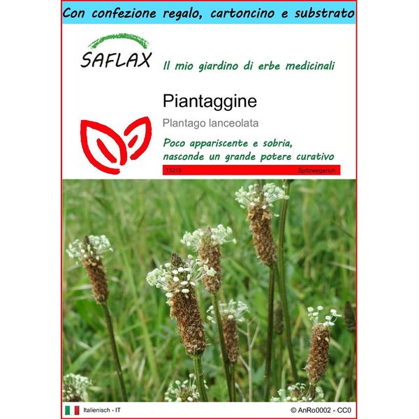 Saflax Set Regalo - Piantaggine - 100 Semi - Plantago-image