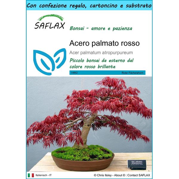 Saflax Set Regalo - Acero Palmato Rosso - 20 Semi - Acer-image