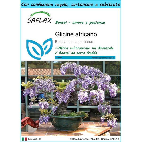 Saflax Set Regalo - Glicine Africano - 15 Semi - Bolusanthus-image