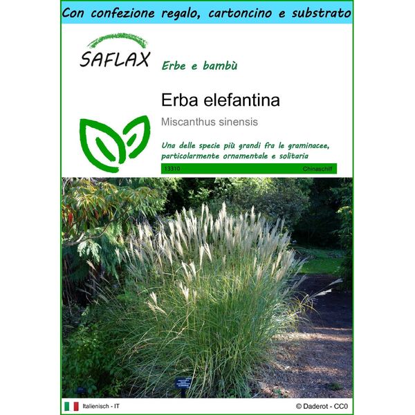 Saflax Set Regalo - Erba Elefantina - 200 Semi - Miscanthus-image