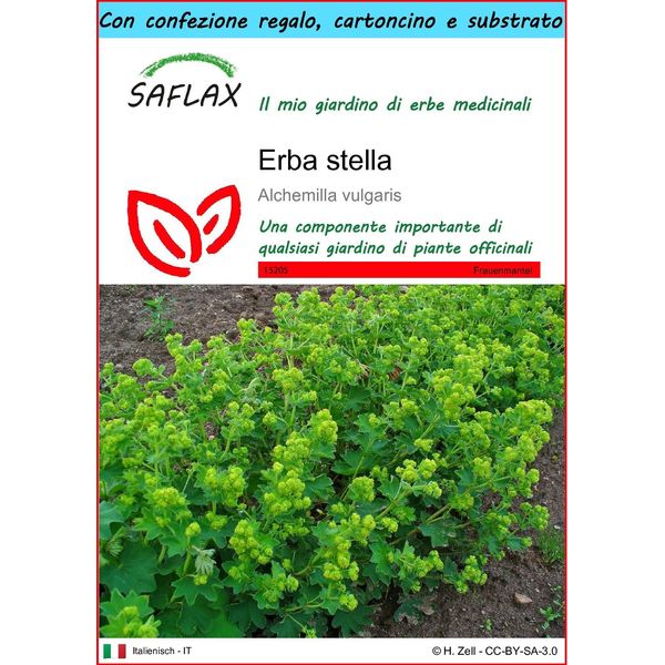 Saflax Set Regalo - Erba Stella - 100 Semi - Alchemilla-image