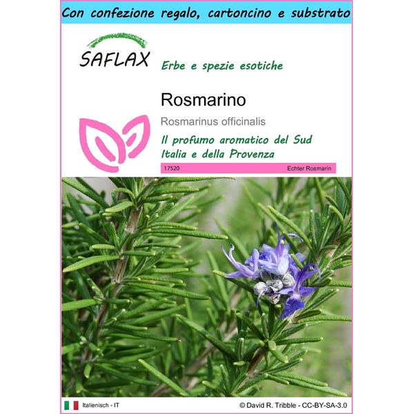 Saflax Set Regalo - Rosmarino - 100 Semi - Rosmarinus-image