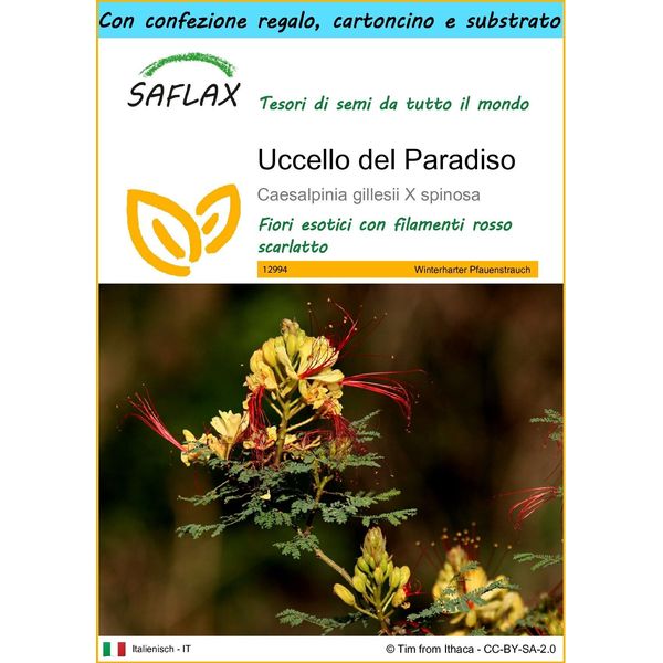Saflax Set Regalo - Uccello Del Paradiso - 10 Semi - Caesalpinia-image