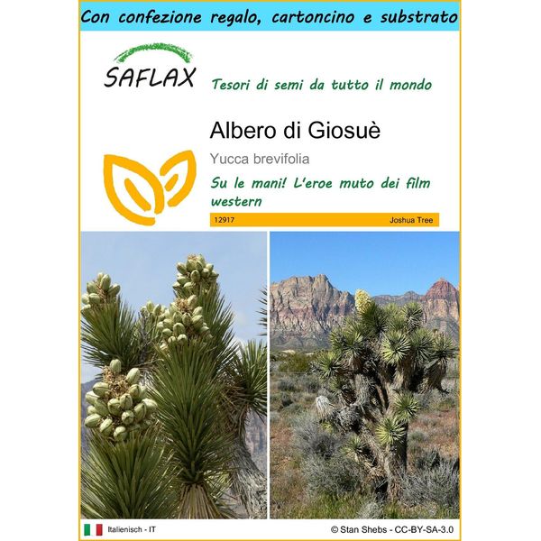 Saflax Set Regalo - Albero Di Giosuè - 10 Semi - Yucca-image