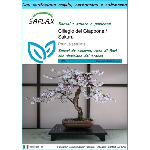 Saflax Set Regalo - Ciliegio Del Giappone / Sakura - 30 Semi - Prunus-image