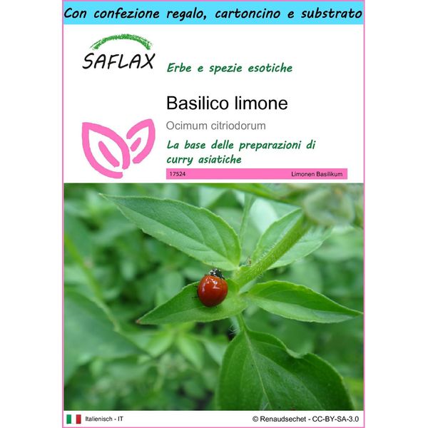 Saflax Set Regalo - Basilico Limone - 200 Semi - Ocimum-image