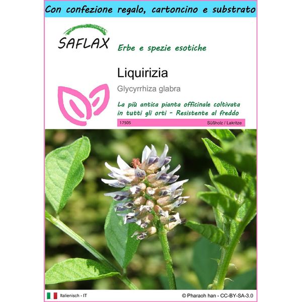 Saflax Set Regalo - Liquirizia - 30 Semi - Glycyrrhiza-image