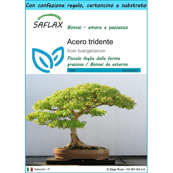 Saflax Set Regalo - Acero Tridente - 30 Semi - Acer-image