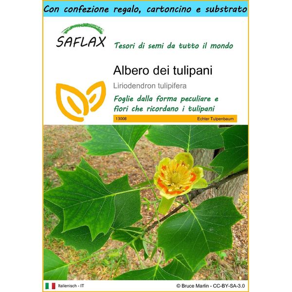 Saflax Set Regalo - Albero Dei Tulipani - 20 Semi - Liriodendron-image