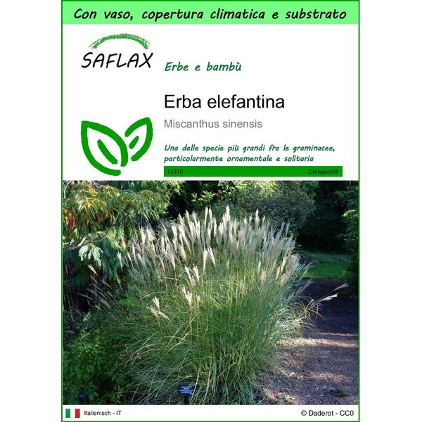 Saflax Garden To Go - Erba Elefantina - 200 Semi - Miscanthus-image
