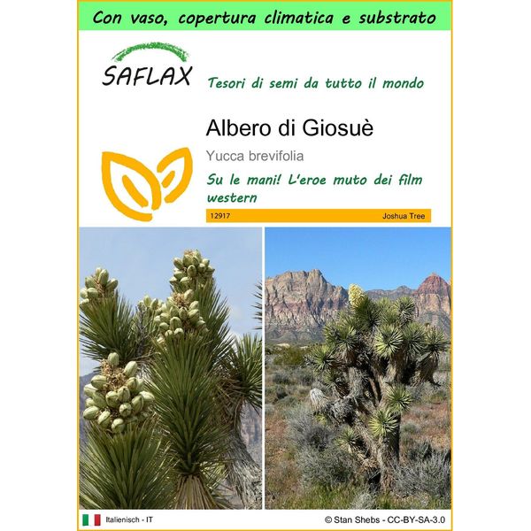 Saflax Garden To Go - Albero Di Giosuè - 10 Semi - Yucca-image