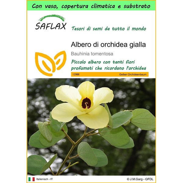 Saflax Garden To Go - Albero Di Orchidea Gialla - 30 Semi - Bauhinia-image