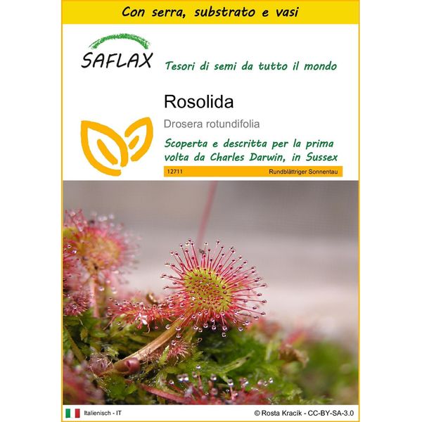 Saflax Insieme Di Coltivazione - Rosolida - 50 Semi - Drosera-image