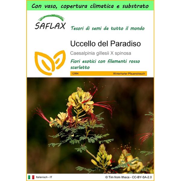 Saflax Garden To Go - Uccello Del Paradiso - 10 Semi - Caesalpinia-image