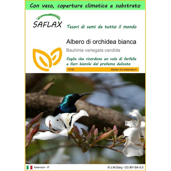 Saflax Garden To Go - Albero Di Orchidea Bianca - 5 Semi - Bauhinia-image