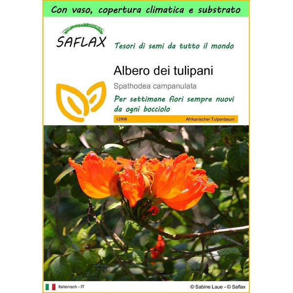 Saflax Garden To Go - Albero Dei Tulipani - 30 Semi - Spathodea-image
