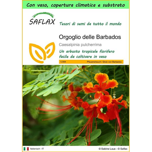 Saflax Garden To Go - Orgoglio Delle Barbados - 10 Semi - Caesalpinia-image