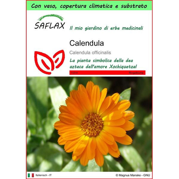 Saflax Garden To Go - Calendula - 50 Semi - Calendula-image