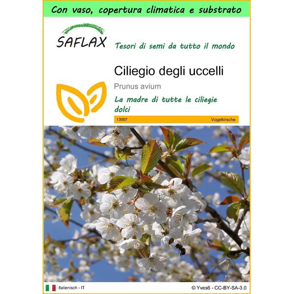 Saflax Garden To Go - Ciliegio Degli Uccelli - 10 Semi - Prunus-image