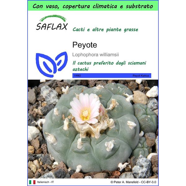 Saflax Garden To Go - Peyote - 20 Semi - Lophophora-image