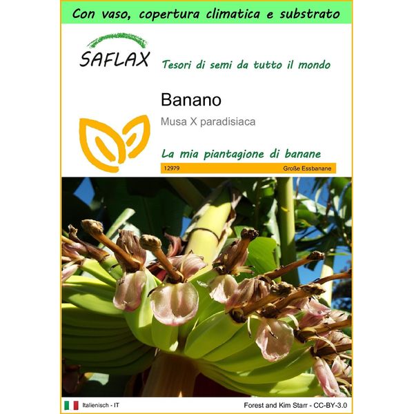 Saflax Garden To Go - Banano - 10 Semi - Musa-image
