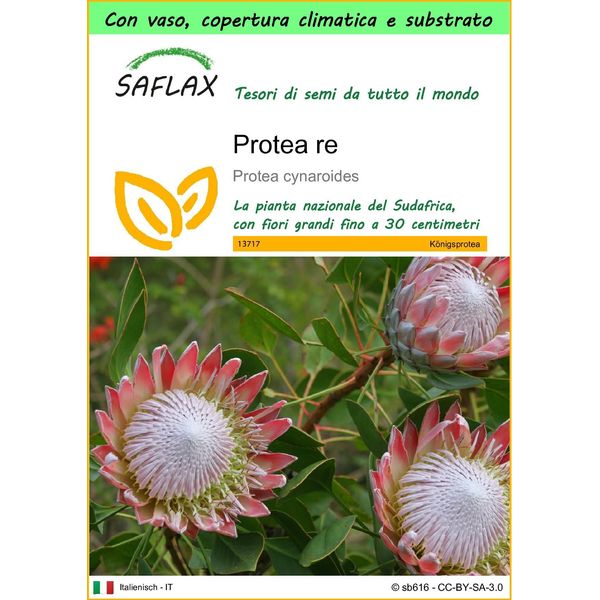 Saflax Garden To Go - Protea Re - 5 Semi - Protea-image