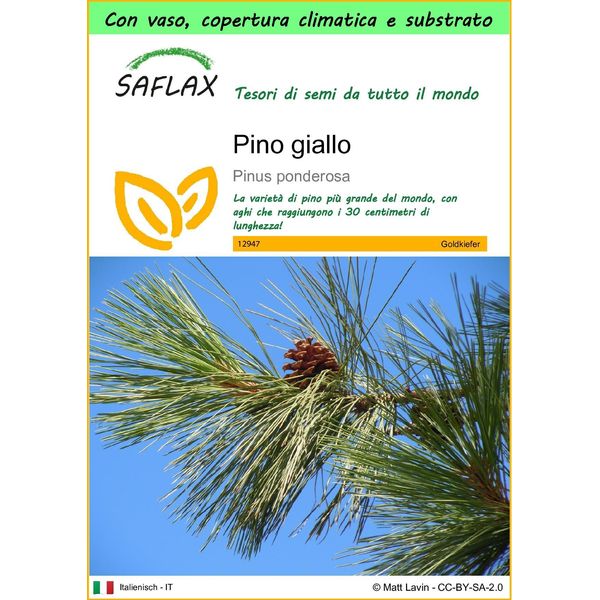 Saflax Garden To Go - Pino Giallo - 20 Semi - Pinus-image